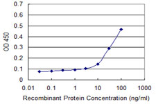 CCNG1 / Cyclin G1 Antibody - Detection limit for recombinant GST tagged CCNG1 is approximately 10 ng/ml as a capture antibody.