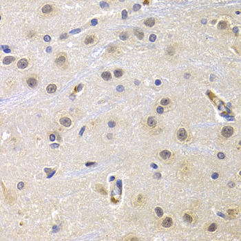 CCNG1 / Cyclin G1 Antibody - Immunohistochemistry of paraffin-embedded rat brain tissue.