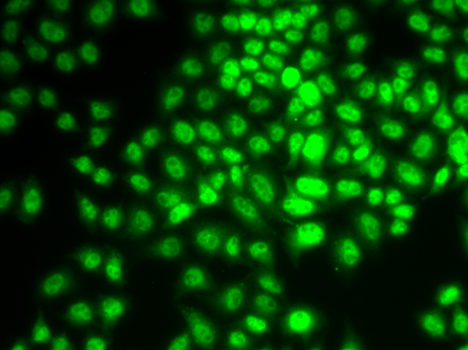 CCNG1 / Cyclin G1 Antibody - Immunofluorescence analysis of HeLa cells using CCNG1 antibody.