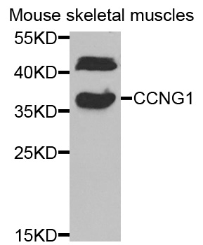CCNG1 / Cyclin G1 Antibody - Western blot analysis of extracts of mouse skeletal muscle, using CCNG1 antibody at 1:1000 dilution. The secondary antibody used was an HRP Goat Anti-Rabbit IgG (H+L) at 1:10000 dilution. Lysates were loaded 25ug per lane and 3% nonfat dry milk in TBST was used for blocking. An ECL Kit was used for detection and the exposure time was 90s.