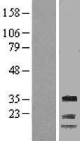 CCNG1 / Cyclin G1 Protein - Western validation with an anti-DDK antibody * L: Control HEK293 lysate R: Over-expression lysate