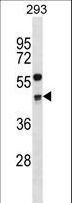 CCNG2 / Cyclin G2 Antibody - CCNG2 Antibody western blot of 293 cell line lysates (35 ug/lane). The CCNG2 antibody detected the CCNG2 protein (arrow).