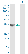 CCNG2 / Cyclin G2 Antibody - Western Blot analysis of CCNG2 expression in transfected 293T cell line by CCNG2 monoclonal antibody (M01), clone 1F9-C11.Lane 1: CCNG2 transfected lysate(39 KDa).Lane 2: Non-transfected lysate.