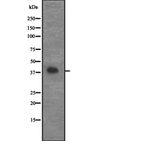 CCNG2 / Cyclin G2 Antibody - Western blot analysis of CCNG2 expression in 293 cells line lysates. The lane on the left is treated with the antigen-specific peptide.
