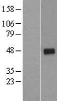 CCNG2 / Cyclin G2 Protein - Western validation with an anti-DDK antibody * L: Control HEK293 lysate R: Over-expression lysate