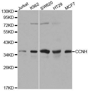 CCNH / Cyclin H Antibody - Western blot analysis of extracts of various cell lines.