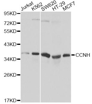 CCNH / Cyclin H Antibody - Western blot analysis of extracts of various cell lines, using CCNH antibody. The secondary antibody used was an HRP Goat Anti-Rabbit IgG (H+L) at 1:10000 dilution. Lysates were loaded 25ug per lane and 3% nonfat dry milk in TBST was used for blocking. An ECL Kit was used for detection.