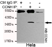 CCNH / Cyclin H Antibody - Immunoprecipitation analysis of HeLa cell lysates using Cyclin H mouse monoclonal antibody.