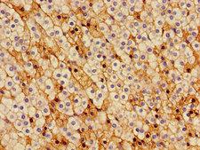 CCNH / Cyclin H Antibody - Immunohistochemistry image of paraffin-embedded human adrenal gland tissue at a dilution of 1:100