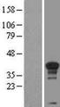 CCNH / Cyclin H Protein - Western validation with an anti-DDK antibody * L: Control HEK293 lysate R: Over-expression lysate