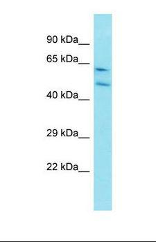 CCNI / Cyclin I Antibody - Western blot of Rat Lung. Ccni antibody dilution 1.0 ug/ml.  This image was taken for the unconjugated form of this product. Other forms have not been tested.