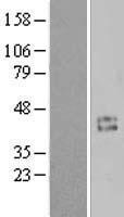 CCNI / Cyclin I Protein - Western validation with an anti-DDK antibody * L: Control HEK293 lysate R: Over-expression lysate