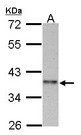 CCNI2 Antibody - Sample (30 ug of whole cell lysate). A:293T. 10% SDS PAGE. CCNI2 antibody diluted at 1:1000.