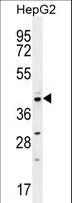 CCNI2 Antibody - CCNI2 Antibody western blot of HepG2 cell line lysates (35 ug/lane). The CCNI2 antibody detected the CCNI2 protein (arrow).