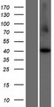 CCNI2 Protein - Western validation with an anti-DDK antibody * L: Control HEK293 lysate R: Over-expression lysate