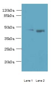 CCNJL Antibody - Western blot. All lanes: CCNJL antibody at 3 ug/ml. Lane 1: U251 whole cell lysate. Lane 2: Mouse liver tissue. Secondary Goat polyclonal to Rabbit IgG at 1:10000 dilution. Predicted band size: 48 kDa. Observed band size: 48 kDa.