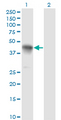CCNK Antibody - Western blot of CCNK expression in transfected 293T cell line by CCNK monoclonal antibody (M03), clone S1.