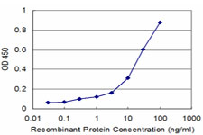 CCNK Antibody - Detection limit for recombinant GST tagged CCNK is approximately 0.3 ng/ml as a capture antibody.