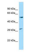 CCNL1 / Cyclin L1 Antibody - CCNL1 / Cyclin L1 antibody Western Blot of Rat Brain.  This image was taken for the unconjugated form of this product. Other forms have not been tested.