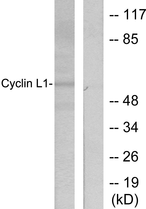 CCNL1 / Cyclin L1 Antibody - Western blot analysis of lysates from HepG2 cells, using Cyclin L1 Antibody. The lane on the right is blocked with the synthesized peptide.