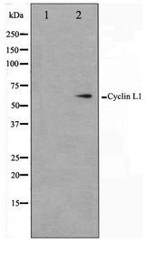 CCNL1 / Cyclin L1 Antibody - Western blot of HepG2 cell lysate using Cyclin L1 Antibody