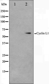 CCNL1 / Cyclin L1 Antibody - Western blot analysis on HepG2 cell lysates using Cyclin L1 antibody. The lane on the left is treated with the antigen-specific peptide.