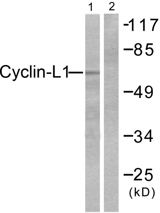 CCNL1 / Cyclin L1 Antibody - Western blot analysis of extracts from HepG2 cells, using Cyclin-L1 antibody.