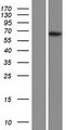 CCNL2 / Cyclin L2 Protein - Western validation with an anti-DDK antibody * L: Control HEK293 lysate R: Over-expression lysate
