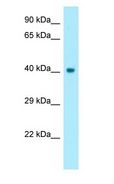 CCNO / UNG2 Antibody - CCNO / UNG2 antibody Western Blot of Fetal Heart.  This image was taken for the unconjugated form of this product. Other forms have not been tested.