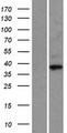 CCNO / UNG2 Protein - Western validation with an anti-DDK antibody * L: Control HEK293 lysate R: Over-expression lysate