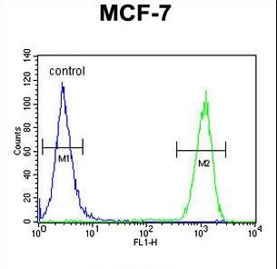 CCNT1 / Cyclin T1 Antibody - CCNT1 Antibody flow cytometry of MCF-7 cells (right histogram) compared to a negative control cell (left histogram). FITC-conjugated goat-anti-rabbit secondary antibodies were used for the analysis.