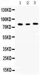 CCNT1 / Cyclin T1 Antibody - Western blot - Anti-Cyclin T1 Picoband Antibody