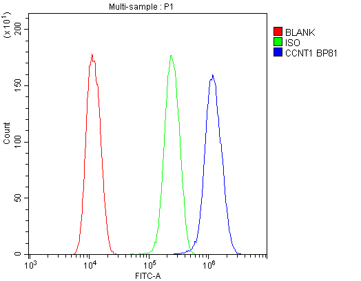 CCNT1 / Cyclin T1 Antibody - Flow Cytometry analysis of U20S cells using anti-Cyclin T1 antibody. Overlay histogram showing U20S cells stained with anti-Cyclin T1 antibody (Blue line). The cells were blocked with 10% normal goat serum. And then incubated with rabbit anti-Cyclin T1 Antibody (1µg/10E6 cells) for 30 min at 20°C. DyLight®488 conjugated goat anti-rabbit IgG (5-10µg/10E6 cells) was used as secondary antibody for 30 minutes at 20°C. Isotype control antibody (Green line) was rabbit IgG (1µg/10E6 cells) used under the same conditions. Unlabelled sample (Red line) was also used as a control.