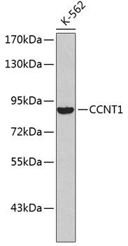 CCNT1 / Cyclin T1 Antibody - Western blot analysis of extracts of K-562 cells using CCNT1 Polyclonal Antibody.