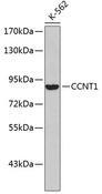 CCNT1 / Cyclin T1 Antibody - Western blot analysis of extracts of K-562 cells using CCNT1 Polyclonal Antibody.