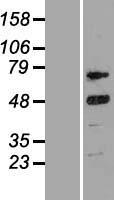 CCNT2 / Cyclin T2 Protein - Western validation with an anti-DDK antibody * L: Control HEK293 lysate R: Over-expression lysate