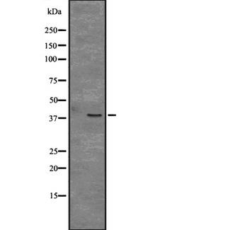 CCNY / Cyclin Y Antibody - Western blot analysis of CCNY expression in mouse bladder tissue lysate. The lane on the left is treated with the antigen-specific peptide.