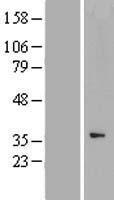 CCNYL1 Protein - Western validation with an anti-DDK antibody * L: Control HEK293 lysate R: Over-expression lysate