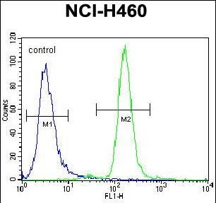 CCNYL3 Antibody - CCNYL3 Antibody (N-term) flow cytometric analysis of NCI-H460 cells (right histogram) compared to a negative control cell (left histogram).FITC-conjugated goat-anti-rabbit secondary antibodies were used for the analysis.