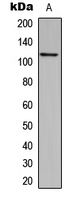 CCP110 Antibody - Western blot analysis of CEP110 expression in MCF7 (A) whole cell lysates.