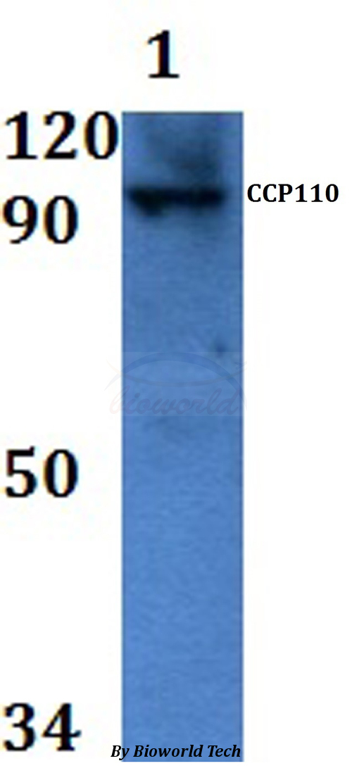 CCP110 Antibody - Western blot of CCP110 antibody at 1:500 dilution Line1:MCF-7 whole cell lysate.