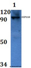 CCP110 Antibody - Western blot of CCP110 antibody at 1:500 dilution Line1:MCF-7 whole cell lysate.