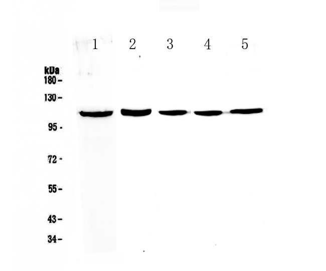 CCP110 Antibody - Western blot - Anti-CP110 Picoband antibody