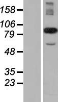 CCPG1 / CRP8 Protein - Western validation with an anti-DDK antibody * L: Control HEK293 lysate R: Over-expression lysate