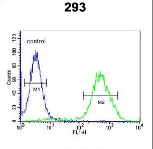 CCR1 Antibody - CCR1 Antibody flow cytometry of 293 cells (right histogram) compared to a negative control cell (left histogram). FITC-conjugated goat-anti-rabbit secondary antibodies were used for the analysis.
