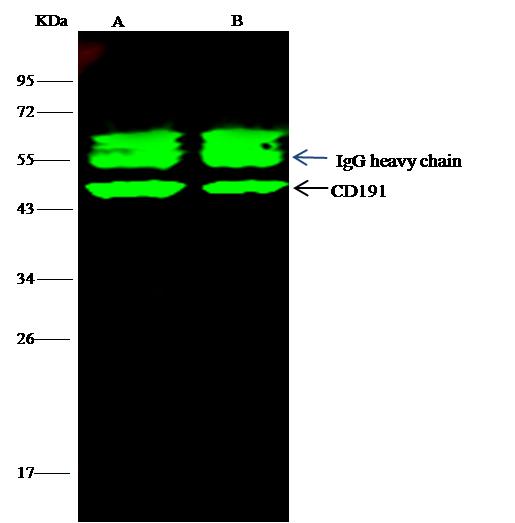 CCR1 Antibody - CCR1/CD191 was immunoprecipitated using: Lane A: 0.5 mg Hela Whole Cell Lysate. Lane B: 0.5 mg 293T Whole Cell Lysate. 2 uL anti-CCR1/CD191 rabbit monoclonal antibody and 15 ul of 50% Protein G agarose. Primary antibody: Anti-CCR1/CD191 rabbit monoclonal antibody, at 1:100 dilution. Secondary antibody: Dylight 800-labeled antibody to rabbit IgG (H+L), at 1:5000 dilution. Developed using the odssey technique. Performed under reducing conditions. Predicted band size: 43 kDa. Observed band size: 43 kDa.