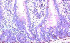 CCR10 / GPR2 Antibody - Immunohistochemistry of paraffin-embedded mouse small intestine with Goat anti-mouse CCR10