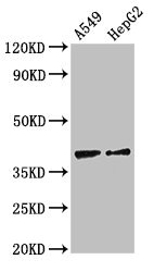 CCR10 / GPR2 Antibody - Western Blot Positive WB detected in:A549 whole cell lysate,HepG2 whole cell lysate All Lanes:CCR10 antibody at 2.7µg/ml Secondary Goat polyclonal to rabbit IgG at 1/50000 dilution Predicted band size: 39 KDa Observed band size: 39 KDa
