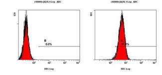 CCR2 Antibody - CCR2 Antibody - FACS analysis of CCR2 in NIH/3T3 cells.  This image was taken for the unconjugated form of this product. Other forms have not been tested.