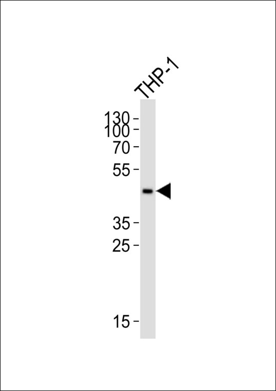 CCR2 Antibody - Western blot of lysate from THP-1 cell line with CCR2 Antibody. Antibody was diluted at 1:1000. A goat anti-rabbit IgG H&L (HRP) at 1:10000 dilution was used as the secondary antibody. Lysate at 20 ug.